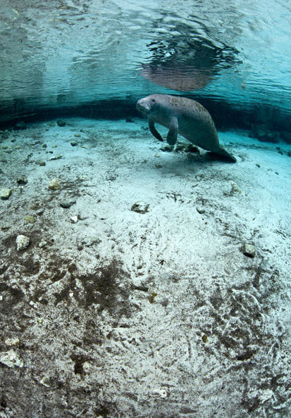 vaci de mare prietenos (12 poze)