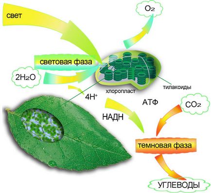 fază de fotosinteză