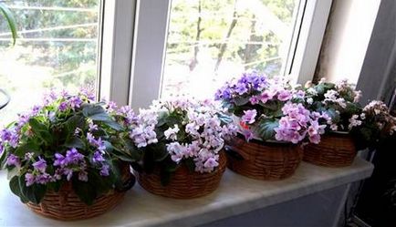Violetele pe pervazul ferestrei, cultivarea remorcii violete