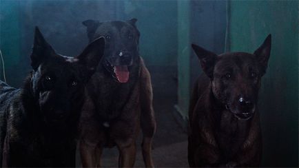 Filmele de groaza cu câini, recenzie de film de groază