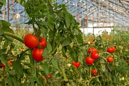 manei la tomate ca o luptă