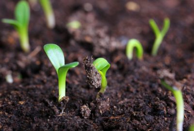 Drummond răsaduri de brumărele în creștere din semințe