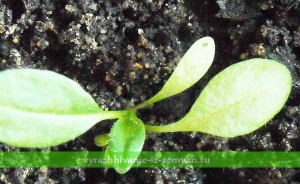 Drummond Brumărele! Cultivarea din semințe (video)
