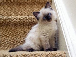 Fotografii de pisici britanice de diferite culori (albastru, marmura, etc.