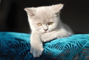 Fotografii de pisici britanice de diferite culori (albastru, marmura, etc.