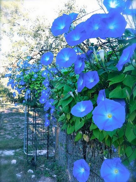 Fotografii de flori de grădină cu nume