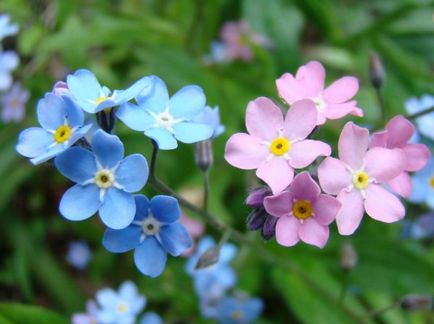 Fotografii de flori de grădină cu nume