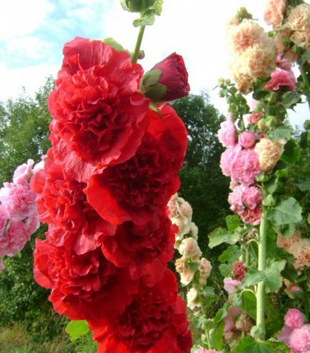 Fotografii de flori de grădină cu nume