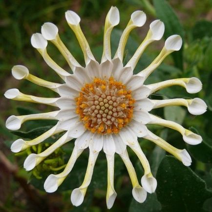 Fotografii de flori de grădină cu nume