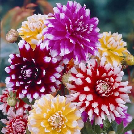 Fotografii de flori de grădină cu nume