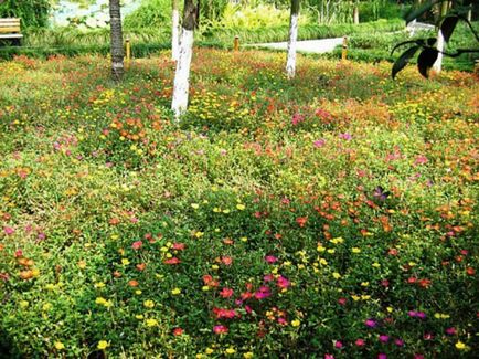 Lawn cu propriile sale mâini, cum se face gazon la cabana, plantarea în primăvară, ca scroafa, pus în scenă o fotografie, video