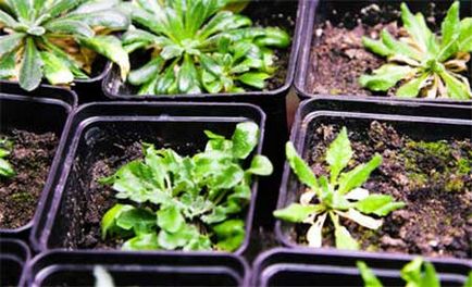 Hibridizarea - metoda, specii (de plante) Hibridizarea - metoda, tipurile de