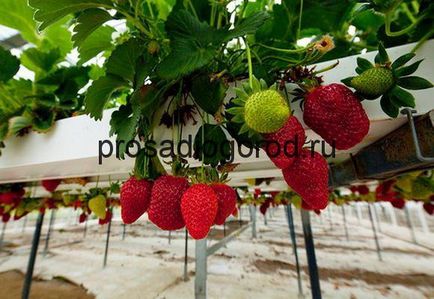 Hidroponia pentru căpșuni, cu mâinile lor într-o metodă soluție de creștere, fără substrat, clipuri video și fotografii