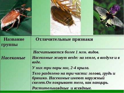 Principalele caracteristici ale insectelor