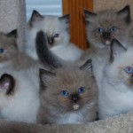 pisici siameze grațioase (35 poze)