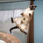 pisici siameze grațioase (35 poze)
