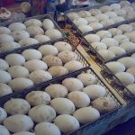 Incubația indoutok modul de origine Regulile privind conformitatea (dezvoltarea completă a embrionului) Modul de incubare indoutok acasă Regulile privind conformitatea