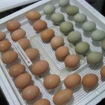 Incubația indoutok modul de origine Regulile privind conformitatea (dezvoltarea completă a embrionului) Modul de incubare indoutok acasă Regulile privind conformitatea