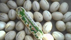 Incubarea caracteristici ouă de rață ale procesului, un tabel de modul (rață acasă) Incubarea ouă de rață proces particular de masă modul