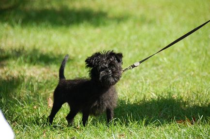 Istoria originii și caracteristicile câinilor Pinscher rasa