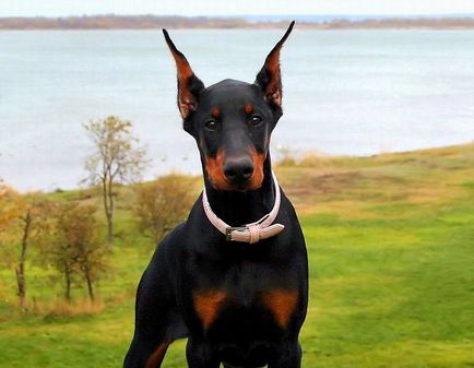 Istoria originii și caracteristicile câinilor Pinscher rasa