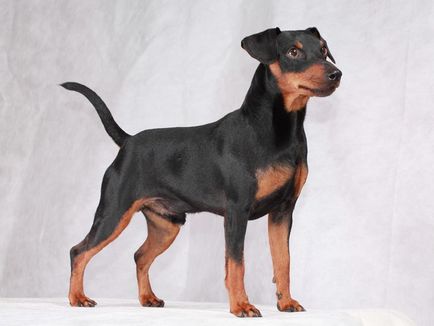 Istoria originii și caracteristicile câinilor Pinscher rasa