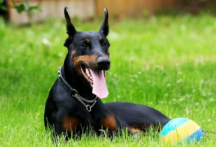 Istoria originii și caracteristicile câinilor Pinscher rasa