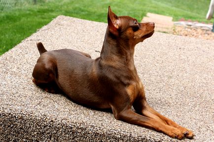 Istoria originii și caracteristicile câinilor Pinscher rasa