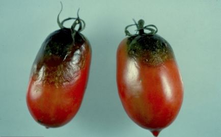 Cum de a lupta Phytophthora la tomate
