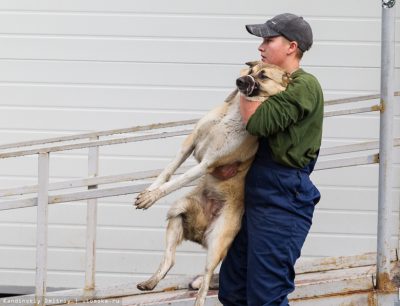 Cum ar trebui să treacă de capturare a animalelor fără adăpost prin lege