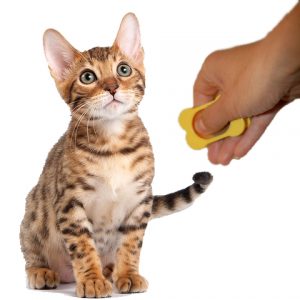 Cum de a instrui o pisica pentru a instrui la domiciliu, cum să o facă