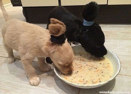 Cum și ce să se hrănească Cocker Spaniel - 23 martie 2016 - un câine sănătos