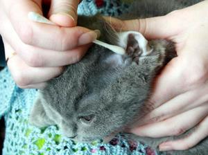 Cum și ce pentru a curăța pisica sau urechile pisicii ca trenul pentru a inspecta, cum să scape de acarieni ureche