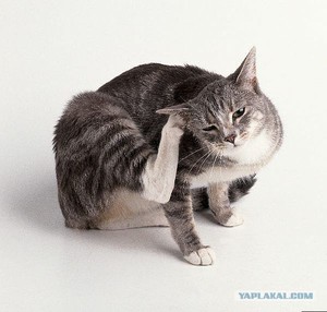Cum și ce pentru a curăța pisica sau urechile pisicii ca trenul pentru a inspecta, cum să scape de acarieni ureche