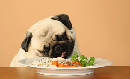 Care sunt cerealele (cereale) se pot hrăni câinii, despre câini