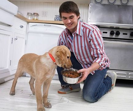 Cum să se hrănească carnea de câine
