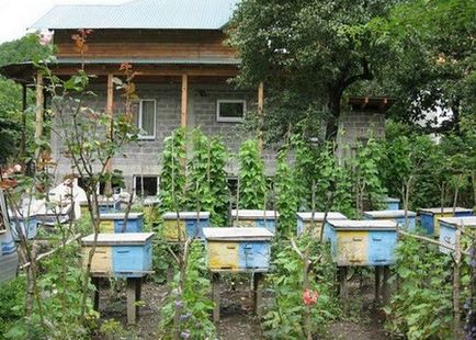 Cum să scapi de viespi și albine în grădină și în casă ajunge să cunoască modalități eficiente