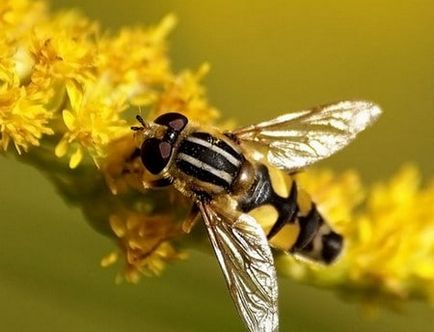 Cum să scapi de viespi și albine în grădină și în casă ajunge să cunoască modalități eficiente