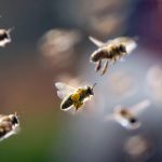 Cum sa scapi de albine în casă, în metodele de țară sau zonă