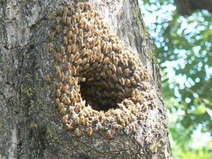 Cum sa scapi de albine în casă, în metodele de țară sau zonă
