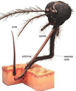 Cum să scapi de înțepături de țânțar, elimina rapid urmele de ei acasă