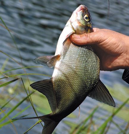 Cum să pescuiască în vara de sfaturi de la pescari cu experiență 