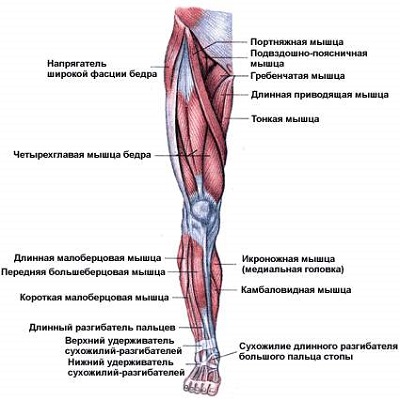 Cum de a construi piciorul la domiciliu bărbați exercițiu