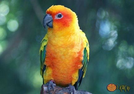 Cum de a preda un papagal pentru a vorbi 5 moduri de dovedit, tutoriale video