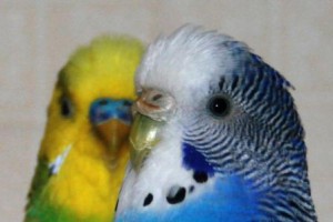 Cum de a preda un papagal pentru a vorbi ondulat rapid și precis corecte 10 condiții pentru învățarea cu succes