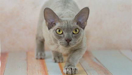 Care sunt numele de pisica rasa, cu ochi mari si pozele