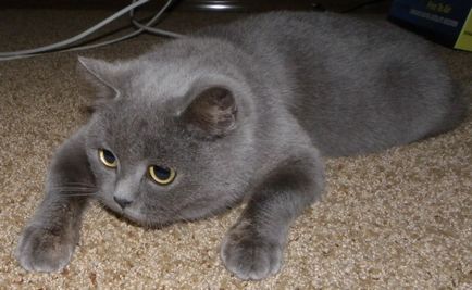 Care sunt numele de pisica rasa, cu ochi mari si pozele