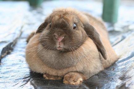 Ce ar trebui să numim nume de iepure amuzant și porecle pentru fete și băieți (feminin și masculin) (Rabbit) Ce ar trebui să ne numim nume amuzant de iepure și porecle pentru fete și băieți (femei și bărbați)
