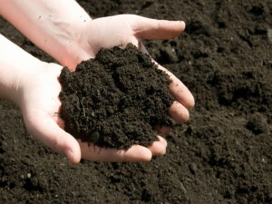 Cum de a îmbogăți solul