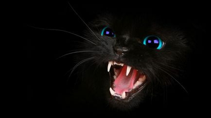 Care este viziunea unei pisici - culoare sau mondial alb-negru de ochi de pisica